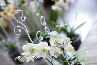 Tyč COUBI ISTC01, 60 cm, transparent, opěrná, pro orchideje