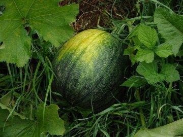 Melón plný vitamínov
