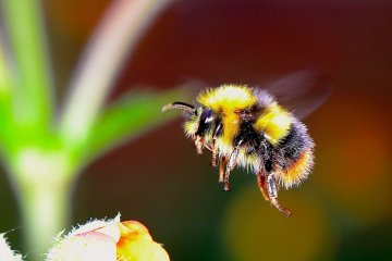 Prilákajte včely a čmeliaky na Vaše uhorkové záhony