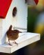 Warum den Vögeln helfen, indem man Vogelhäuschen baut?