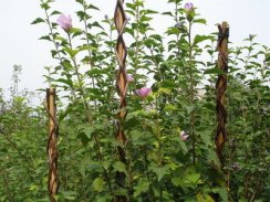 Vrtna palica 130 cm, protja, podpora za rastline