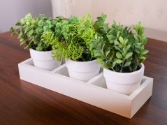 Mix bylin sukulent, MagicHome, 18 cm, květináč - papír, 3 ks