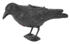 Bird ranger črni krokar, sončno, zvok (akce)