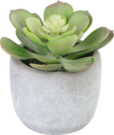Succulent MagicHome S33603, 11 cm, lončni cement