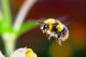 Přilákejte včely a čmeláci na Vaše okurkové záhony