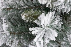 Stromeček MagicHome Vánoce Harry, jedle zasněžená, 180 cm