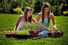 Male vilice s 3 zupca, plastične, RAMP