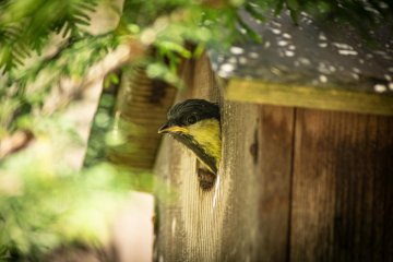 Zašto pomaže pticama postavljanje ptica kućica?