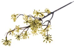 Twig MagicHome Christmas, Sedum.Gold, gold, 14x30 cm, Packung. 3 Stk