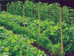 Siatka wspomagająca wzrost 5m x 1,2m/oczko 15cmx15cm -1208