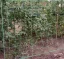 Siatka podporowa do roślin 2x20m Gardlov 23980 (akce)