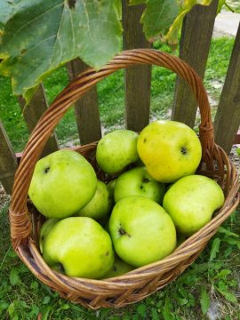 A kert tele almával (2. rész)