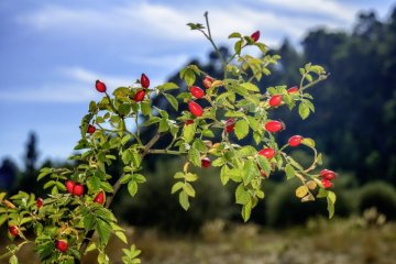 Šipak – prirodni izvor zdravlja