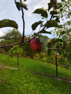 Zahrada plná jablek (2. část)