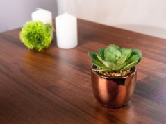 Pozsgás MagicHome S34042, 15 cm, edénycement, arany