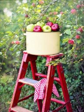 Záhrada plná jabĺk (1. časť)