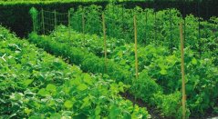 Siatka wspomagająca wzrost 10mx1,7m/oczko 15cmx10cm KLC