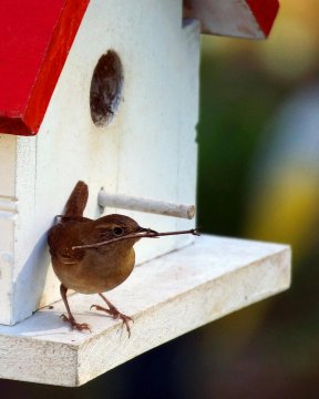 Warum den Vögeln helfen, indem man Vogelhäuschen baut?