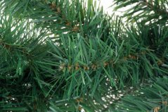 Girlande MagicHome Weihnachten, 270 cm, 200 Zweige