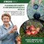 Zberač Strend Pro OD-50206, na orechy a ovocie s ALU teleskopickou násadou 80-120 cm