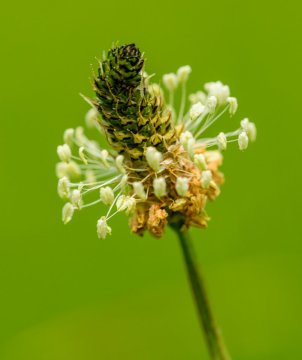 Spitzwegerich: Der heilende Schatz der Natur