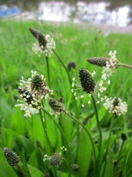 Spitzwegerich: Der heilende Schatz der Natur