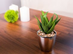 Succulent MagicHome S15642, 17 cm, ghiveci - plastic, argintiu
