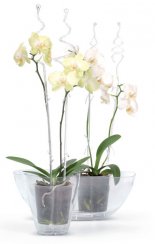 Tija COUBI ISTC01, 60 cm, transparenta, suport, pentru orhidee