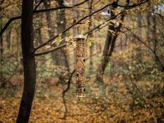 Futterspender Strend Pro, für Vögel, 7x44cm, 430 ml, Kunststoff