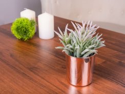Succulent MagicHome S31274, 16 cm, ceramică, auriu
