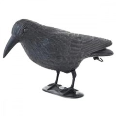 Strašilo gavran stoji