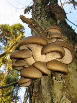 Austrijski šitake: Šarmantno blago šume