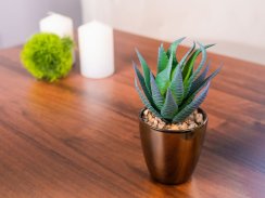 Succulent MagicHome S15643, 17 cm, ghiveci - plastic, auriu