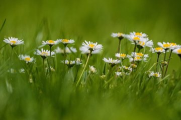 Tratinčica – skromna ljepotica s ljekovitom moći