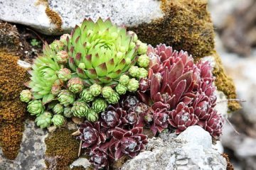 Skalka v zahradě