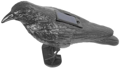 Bird ranger črni krokar, sončno, zvok