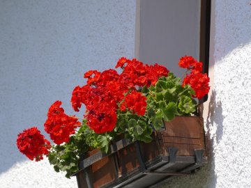 Sezona geranija
