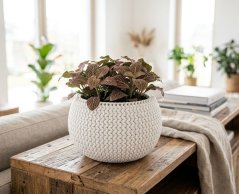 Pflanzgefäß SPLOFY Schale 290x195 mm, weiß